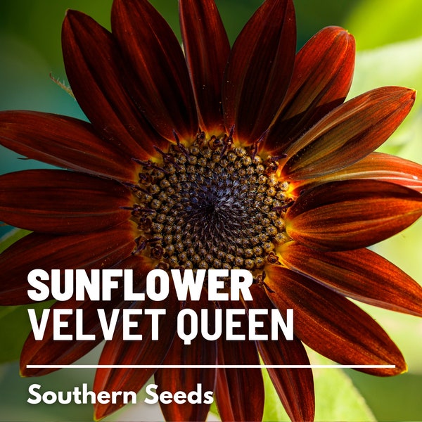 Sunflower, Velvet Queen - 25 Seeds - Heirloom Flower, Deep Burgundy Petals, Medicinal & Culinary Plant, Garden Gift (Helianthus annuus)