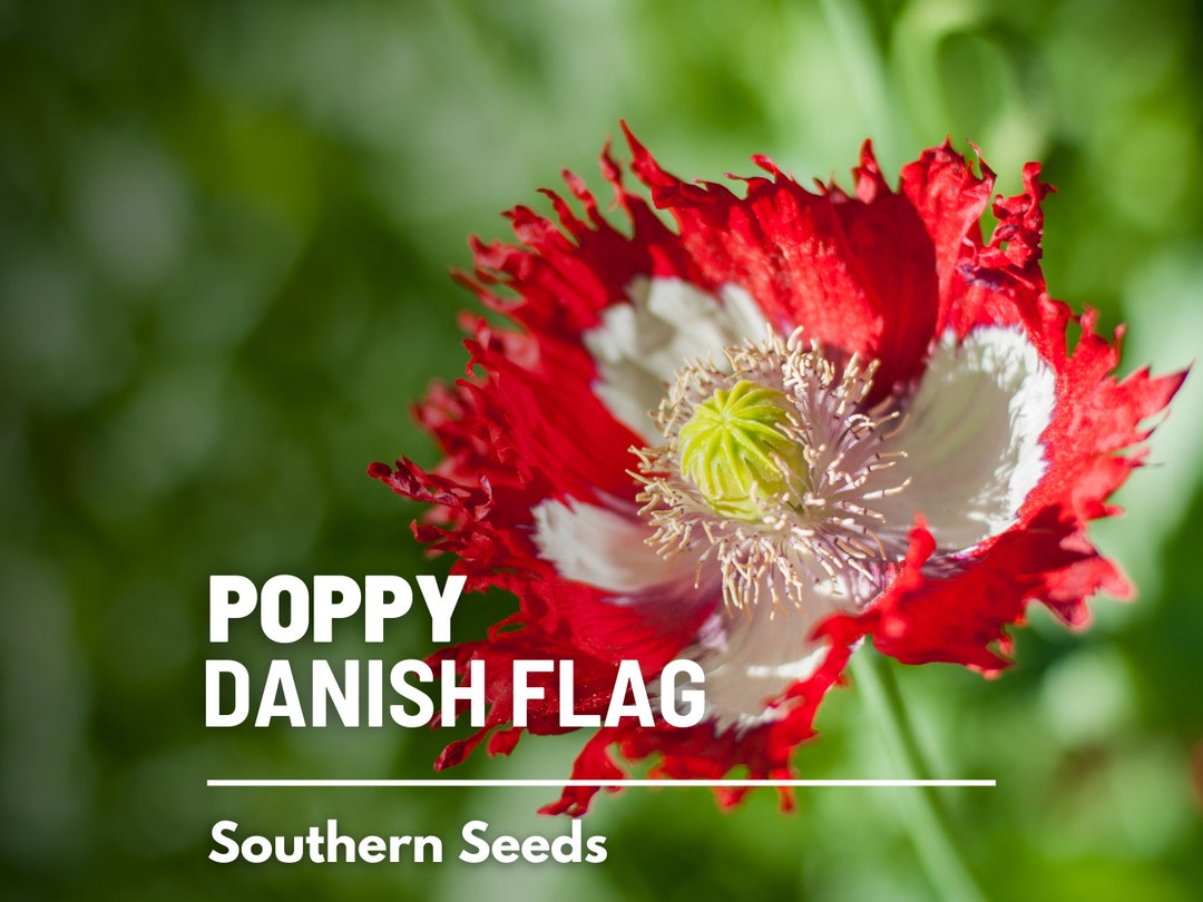 Poppy, Danish Flag 100 Seeds Heirloom Flower, Ruffled Red Petals, White Cross, Garden Plant Gift