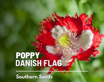 Poppy, Danish Flag - 100 Seeds - Heirloom Flower, Ruffled Red Petals, White Cross, Garden Plant Gift (Papaver somniferum)