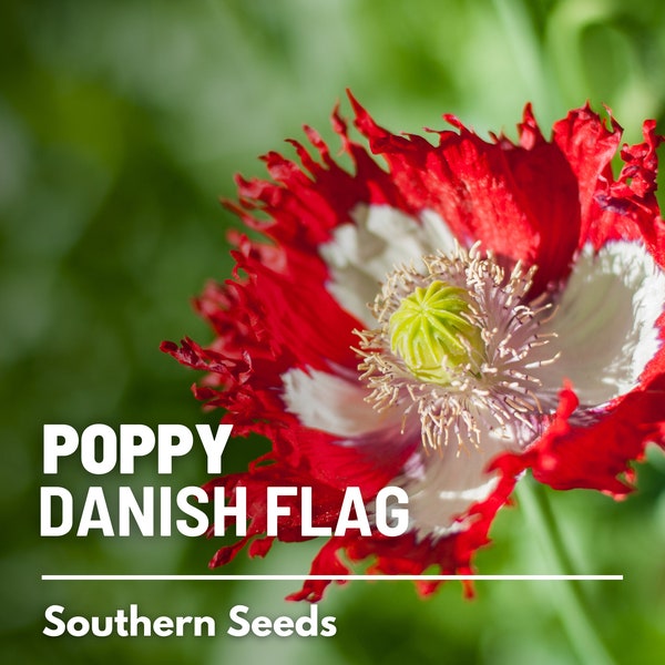 Poppy, Danish Flag - 100 Seeds - Heirloom Flower, Ruffled Red Petals, White Cross, Garden Plant Gift (Papaver somniferum)