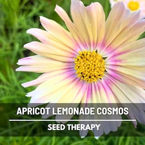 May include: Close-up of an apricot lemonade cosmos flower with yellow petals, edged with pink and white. The center is a bright yellow. The text "APRICOT LEMONADE COSMOS" and "SEED THERAPY" is at the bottom.