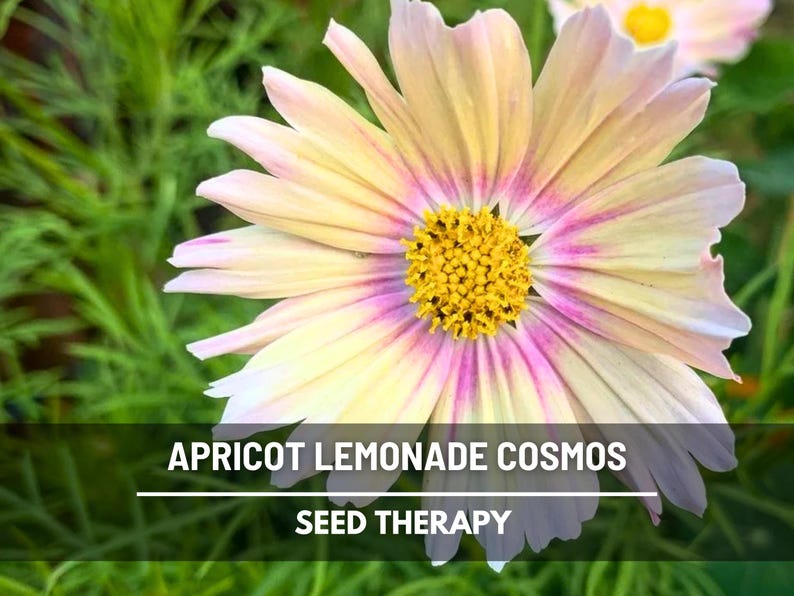May include: Close-up of an apricot lemonade cosmos flower with yellow petals, edged with pink and white. The center is a bright yellow. The text "APRICOT LEMONADE COSMOS" and "SEED THERAPY" is at the bottom.
