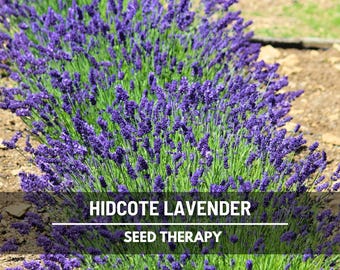 Hidcote Lavender Seeds – Heirloom English Lavender, Culinary & Medicinal Herb (50 Seeds)