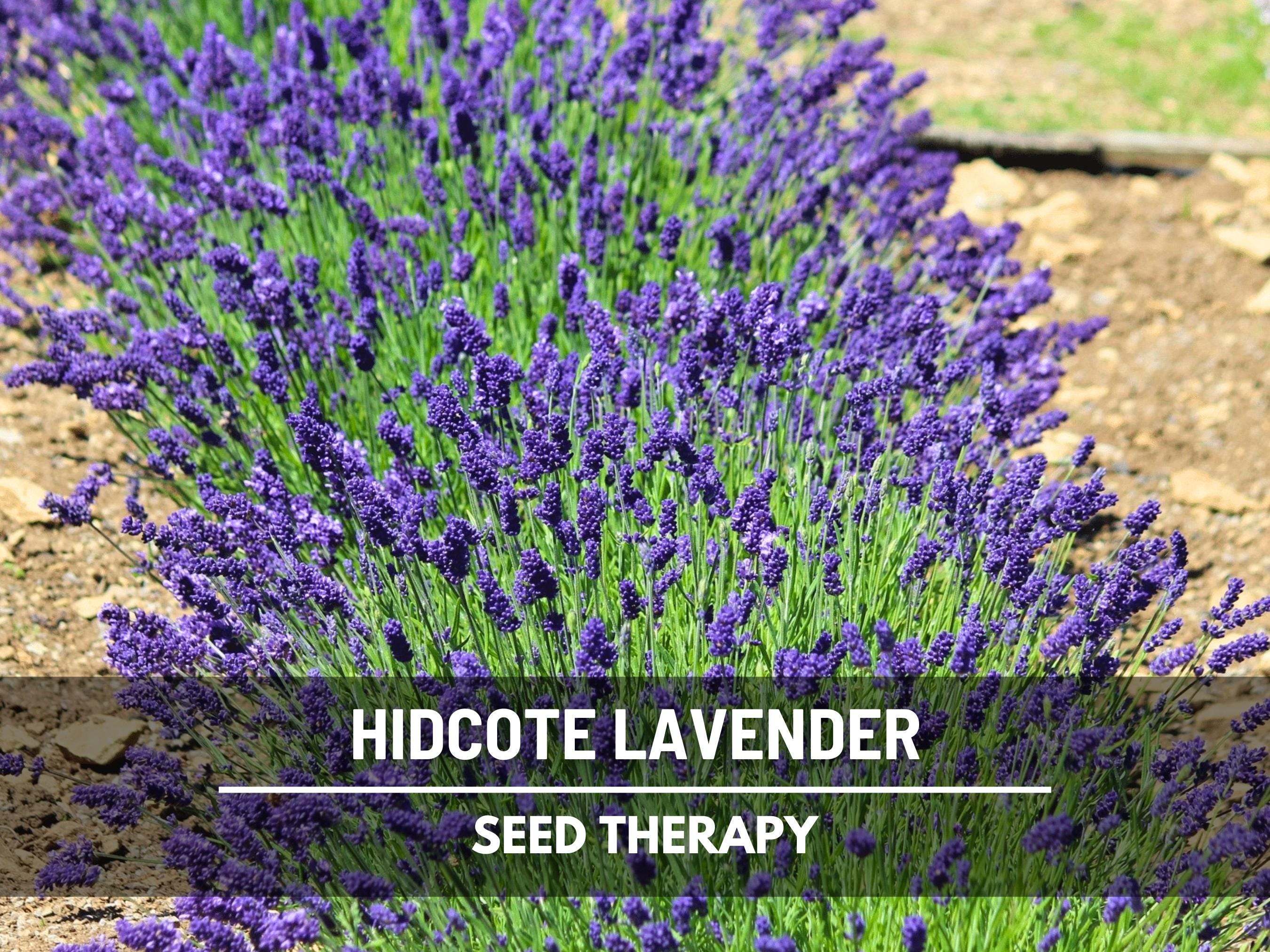 Buy Hidcote Lavender Seeds  Heirloom English Lavender, Culinary &  Medicinal Herb (50 Seeds) Online in India - Etsy
