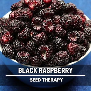 Black Raspberry Seeds – Heirloom, Hardy and Easy to Grow (30 Seeds)
