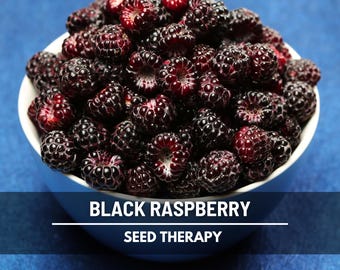 Black Raspberry Seeds – Heirloom, Hardy and Easy to Grow (30 Seeds)