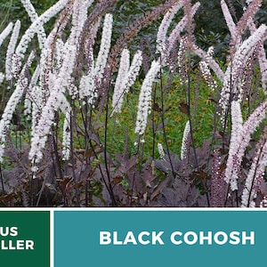 Black Cohosh Bugbane 25 Seeds Heirloom Medicinal Herb Ornamental Flower Cimicifuga ramosa atropurpurea image 6