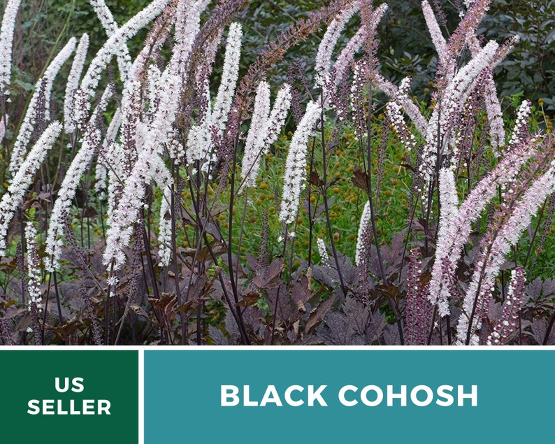 Black Cohosh Bugbane 25 Seeds Heirloom Medicinal Herb Ornamental Flower Cimicifuga ramosa atropurpurea image 6