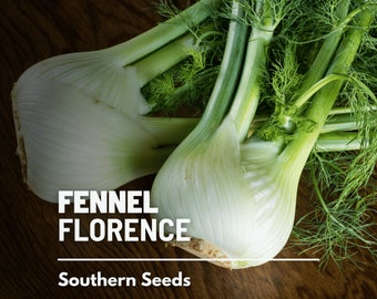 Fennel, Florence - 200 Seeds - Heirloom - Culinary & Medicinal Herb  (Foeniculum vulgare)