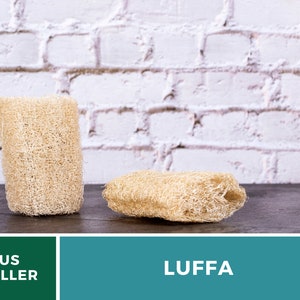 Puede incluir: Dos esponjas naturales de luffa sobre una superficie de madera oscura. Las luffas son de color marr&oacute;n claro y tienen una textura rugosa. El fondo es una pared de ladrillo blanco.