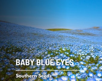 Baby Blue Eyes - 200 Seeds - Heirloom Flower - Charming Blue Blooms (Nemophila menziesii)