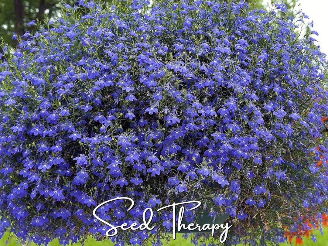 Blue Carpet Lobelia Seeds – Heirloom, Groundcover & Hanging Basket
