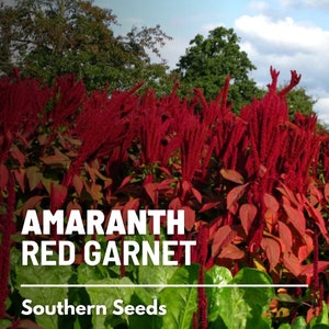 May include: A close-up of a vibrant red amaranth plant, known as Red Garnet, with the text "Amaranth Red Garnet" and "Southern Seeds" displayed below. The plant has tall, feathery plumes of deep red flowers.