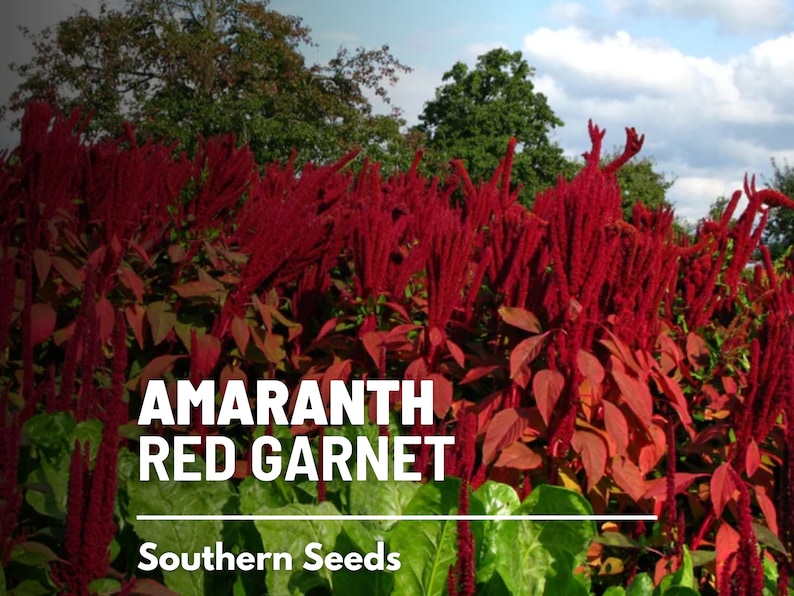 May include: A close-up of a vibrant red amaranth plant, known as Red Garnet, with the text "Amaranth Red Garnet" and "Southern Seeds" displayed below. The plant has tall, feathery plumes of deep red flowers.