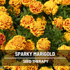 Sparky Marigold Seeds (French) – Heirloom Flower, Bright and Cheerful Blooms, Classic Garden Annual | 100 Seeds image 1