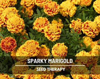 Sparky Marigold Seeds (French) – Heirloom Flower, Bright and Cheerful Blooms, Classic Garden Annual | 100 Seeds