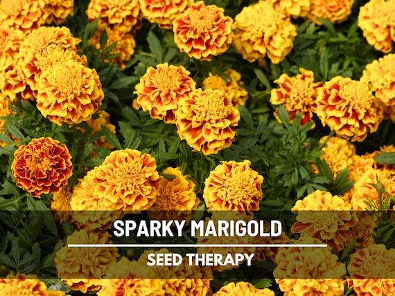 Sparky Marigold Seeds (French) – Heirloom Flower, Bright and Cheerful Blooms, Classic Garden Annual | 100 Seeds