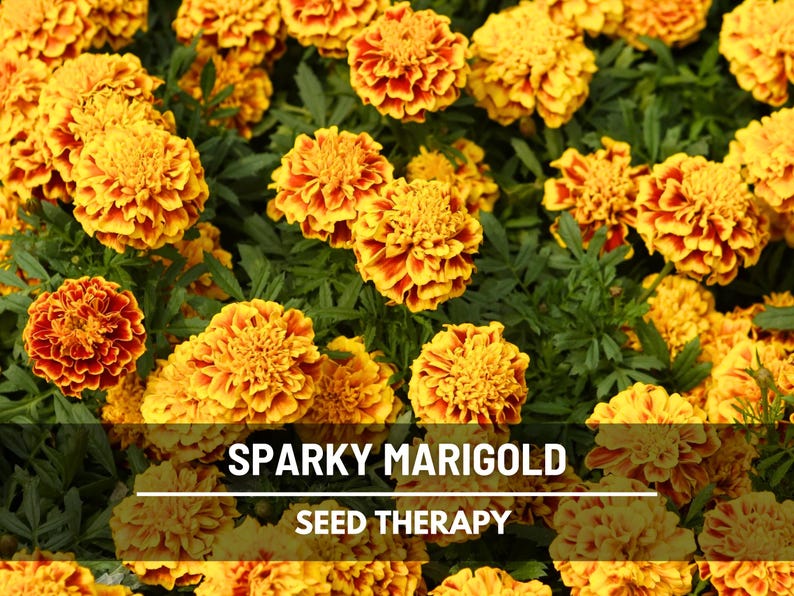Sparky Marigold Seeds (French) – Heirloom Flower, Bright and Cheerful Blooms, Classic Garden Annual | 100 Seeds image 1