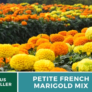 May include: A field of petite French marigold flowers in shades of yellow and orange. The flowers are in full bloom and create a vibrant display.