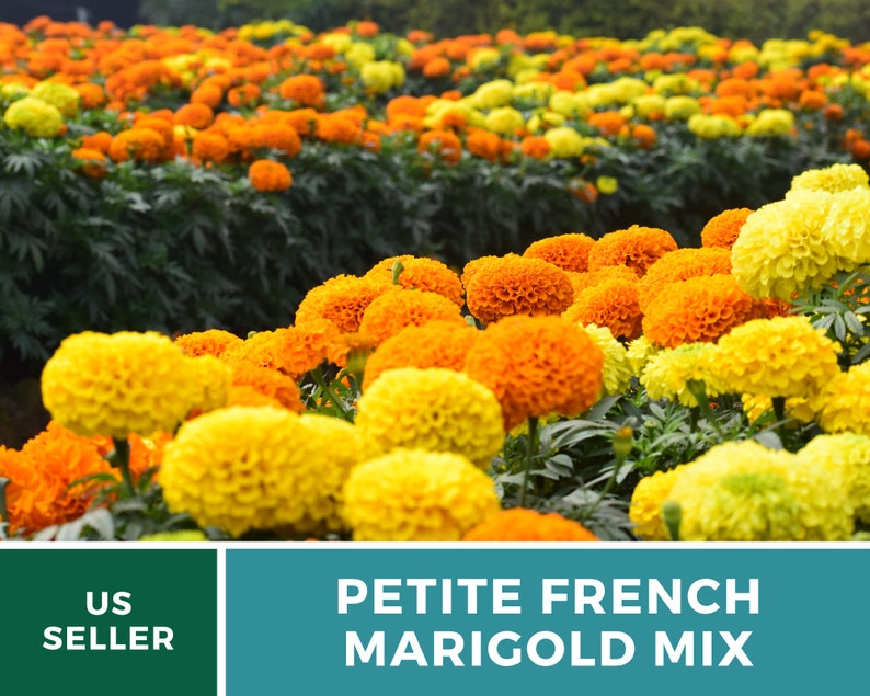 May include: A field of petite French marigold flowers in shades of yellow and orange. The flowers are in full bloom and create a vibrant display.