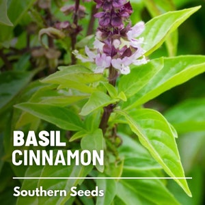 Basil, Cinnamon - 250 Seeds - Heirloom Culinary & Medicinal Herb - Non-GMO (Ocimum basilicum)