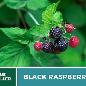 Raspberry, Black thimbleberry 30 Seeds Heirloom Fruit Attractive Shrub ...