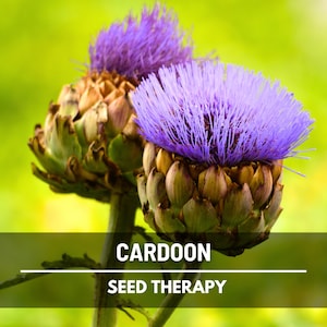 Cardoon (Artichoke Thistle) - 25 Seeds - Heirloom Vegetable - Edible Stalks and Flower Buds (Cynara cardunculus)