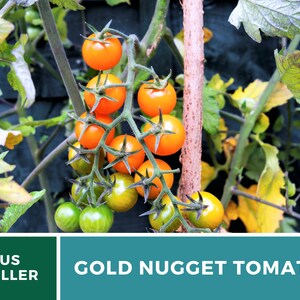 May include: A close-up of a tomato plant with ripe orange tomatoes. The tomatoes are growing on a vine and are surrounded by green leaves. The text "GOLD NUGGET TOMATO" is visible at the bottom of the image.