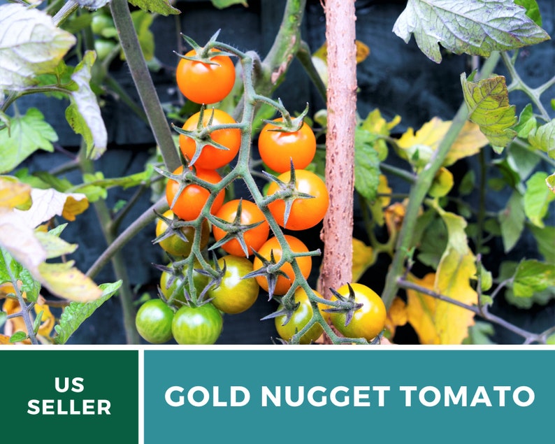May include: A close-up of a tomato plant with ripe orange tomatoes. The tomatoes are growing on a vine and are surrounded by green leaves. The text "GOLD NUGGET TOMATO" is visible at the bottom of the image.