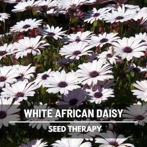 African White Daisy Seeds (Cape Marigold) – Heirloom Flower, White Blooms & Easy to Grow, Unique Garden Variety | 25 Seeds