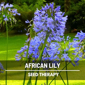 African Lily Seeds – Heirloom Flower, Easy to Grow, Lily of the Nile and Classic Garden Staple | 25 Seeds