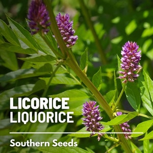 Licorice (Liquorice) - 20 Seeds - Heirloom Culinary & Medicinal Herb - Open Pollinated - Non-GMO (Glycyrrhiza glabra)