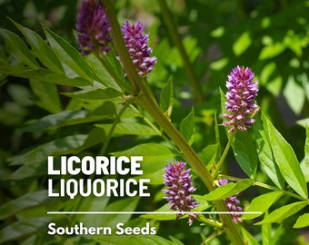 Licorice (Liquorice) - 20 Seeds - Heirloom Culinary & Medicinal Herb - Open Pollinated - Non-GMO (Glycyrrhiza glabra)