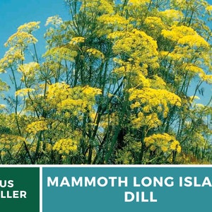 May include: A close-up of a large patch of yellow dill flowers. The text "MAMMOTH LONG ISLAND DILL" is printed on a teal background.