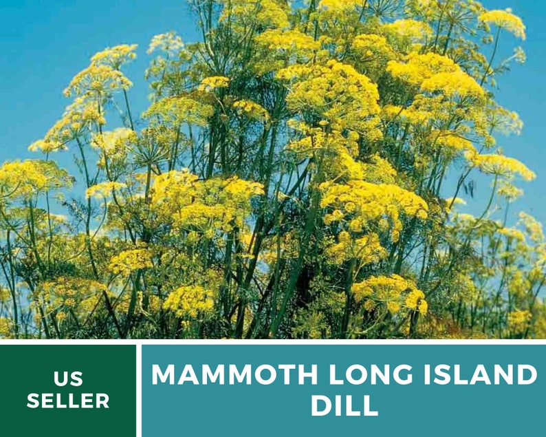 May include: A close-up of a large patch of yellow dill flowers. The text "MAMMOTH LONG ISLAND DILL" is printed on a teal background.