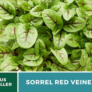 Sorrel, Red Veined 200 Seeds Heirloom Herb, Culinary & Medicinal Plant, Vibrant Red Veins, Tangy Flavor Rumex sanguineus image 7