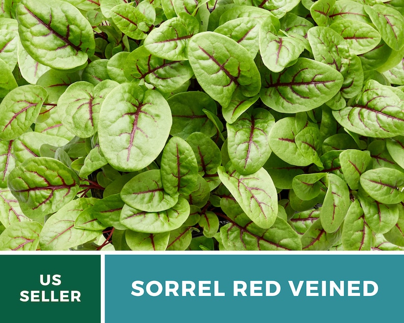 Sorrel, Red Veined 200 Seeds Heirloom Herb, Culinary & Medicinal Plant, Vibrant Red Veins, Tangy Flavor Rumex sanguineus image 7