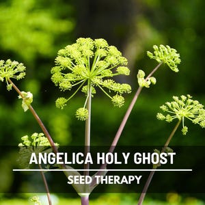 Angelica Holy Ghost flower umbels in bloom against greenery – Seed Therapy