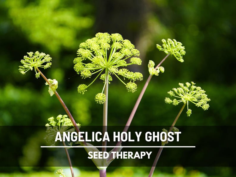 Angelica Holy Ghost flower umbels in bloom against greenery – Seed Therapy