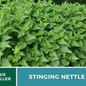 Stinging Nettle 100 Seeds Heirloom Herb, Medicinal & Culinary Plant, Herbal Teas, Non-GMO, Garden Gift Urtica dioica image 4