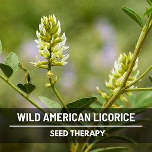 Flowering Wild American Licorice branch with small pale blooms – Seed Therapy