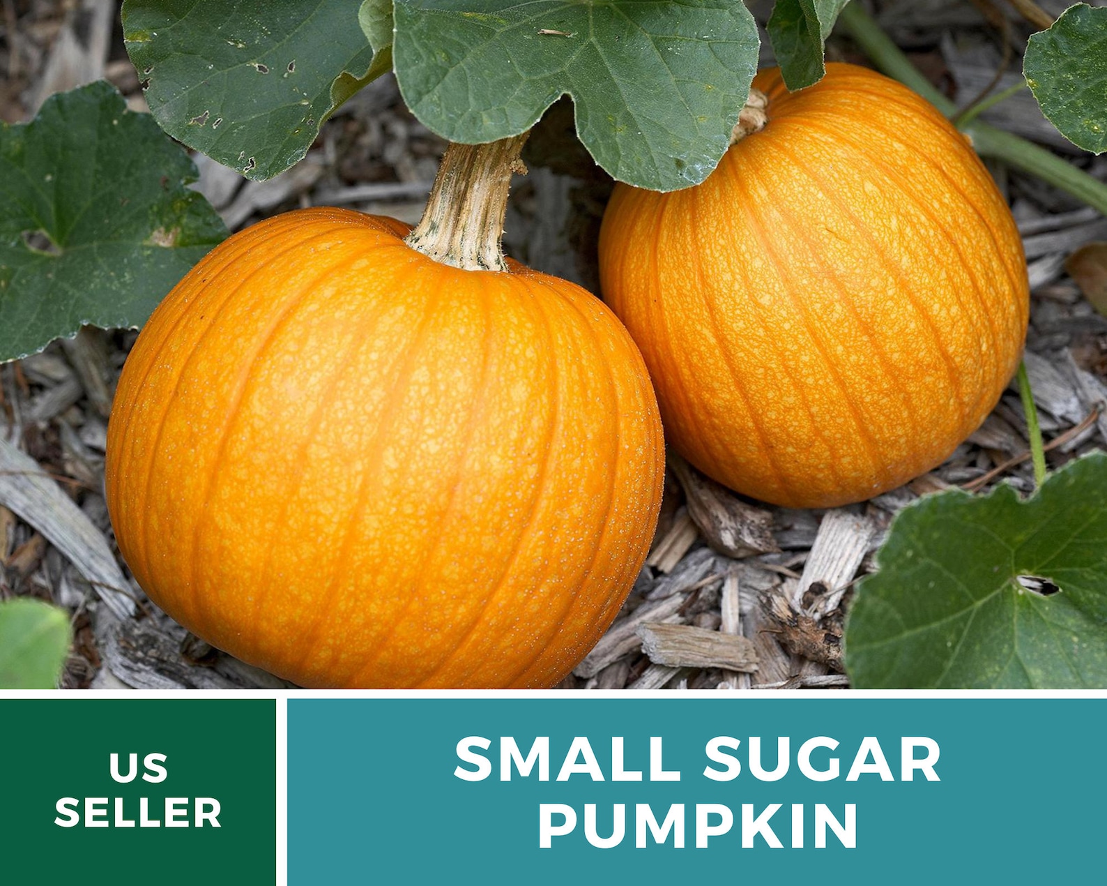 Pumpkin Small Sugar 15 Seeds Heirloom GMO Free Etsy