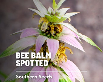 Bee Balm, Spotted Bergamot - 50 Seeds - Heirloom Culinary & Medicinal Herb - Pollinator Friendly Flower (Monarda punctata)