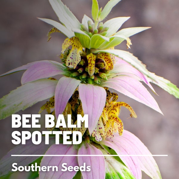 Bee Balm, Spotted Bergamot - 50 Seeds - Heirloom Culinary & Medicinal Herb - Pollinator Friendly Flower (Monarda punctata)