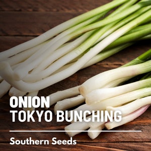 Onion, Tokyo Long White (Bunching) - 200 Seeds - Heirloom Vegetable - Open Pollinated - Non-GMO (Allium fistulosum)