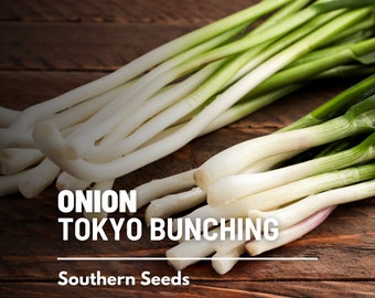 Onion, Tokyo Long White (Bunching) - 200 Seeds - Heirloom Vegetable - Open Pollinated - Non-GMO (Allium fistulosum)