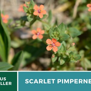 Pimpernel, Scarlet 100 Seeds Heirloom Flower Vibrant Scarlet Red Blooms that Spread Anagallis arvensis image 8