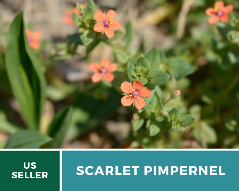 Pimpernel, Scarlet 100 Seeds Heirloom Flower Vibrant Scarlet Red Blooms that Spread Anagallis arvensis image 8