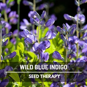 Blue Wild Indigo Seeds – Heirloom Flower, Create Your Own Natural Dyes, Native Perennial, Pollinator Friendly | 35 Seeds