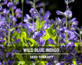 Blue Wild Indigo Seeds – Heirloom Flower, Natural Dye, Native Perennial (35 Seeds)